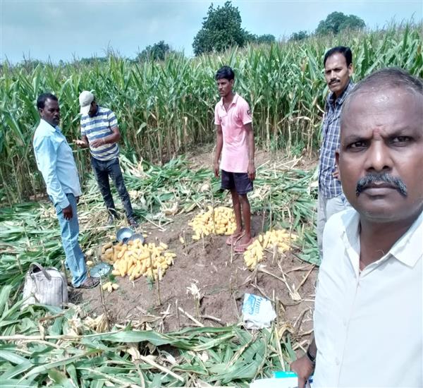 Warangal Urban District                                                                                                                                                                                                                                    - Crop Cutting Expts.,                                                                                                                                   - Maize CC Exp-1 in Kamalapur Mandal                                                                                                                                                                                                                              - dt.09/10/2019          